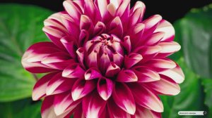 Коран сура Мухьаммад видео  4к Миншави -Minshawiy