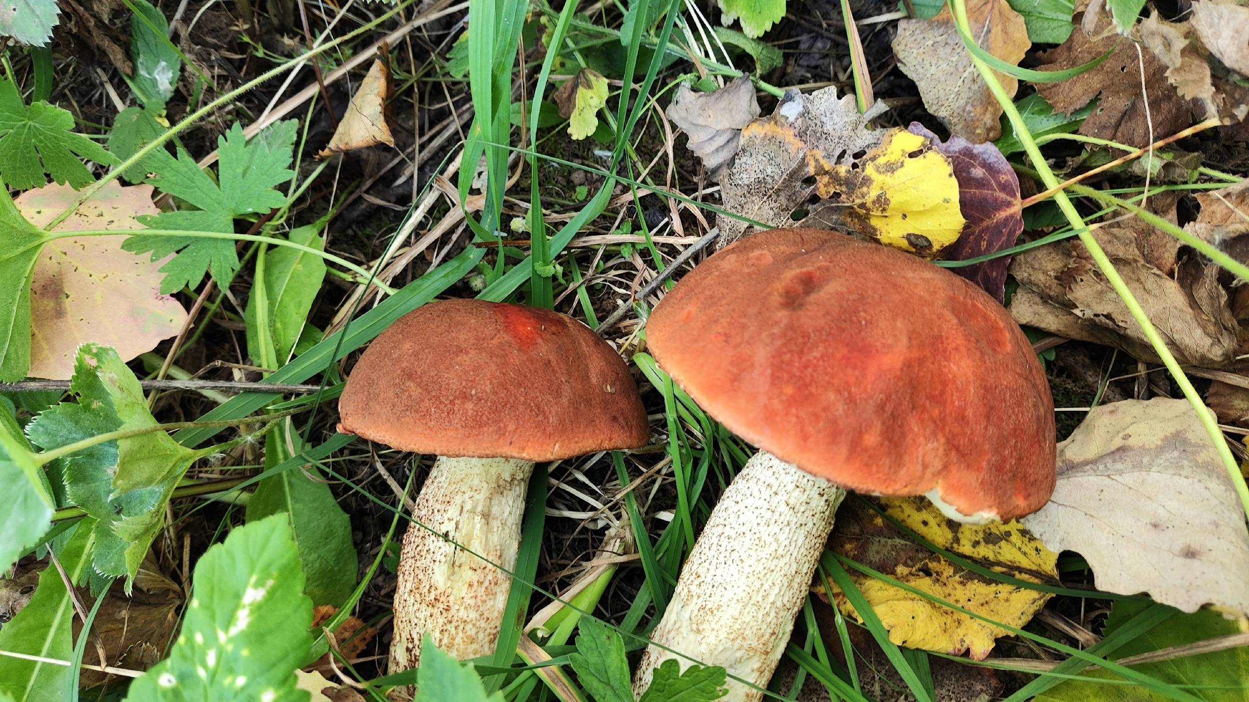 в лес 11 сент 2024 смотреть онлайн