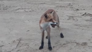 К нам пришла лиса на рыбалке.