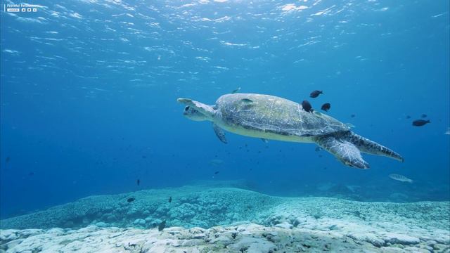 [NEW] 11HRS Stunning 4K Underwater Footage + Music   Rare & Colorful Sea Life  RAINBOW REEF 2  UHD