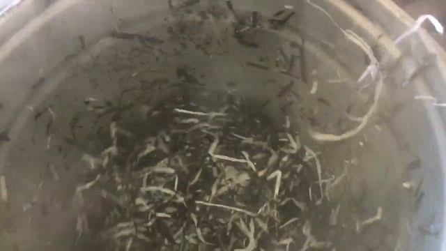 Грануляция Полипропилена Пласткомпактор Капсулятор! Granulation of Polypropylene PlastCompactor!