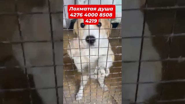 Два подкидыша