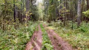 Подберезовиков рай в еловом лесу Костромская обл.