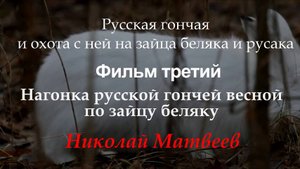 Фильм #3 - Нагонка русской гончей весной по зайцу беляку