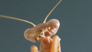 Do Praying Mantises Really Eat Their Mates? 5 Myths Debunked