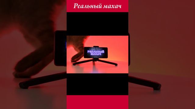 Черная мамба отправила в нокаут парнягу ...