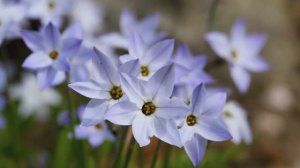 Классическая музыка | Фортепиано | Вальс цветов | Щелкунчик | П.И.Чайковский