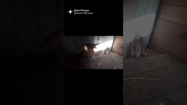 Енотовидная собака или Уссурийский енот