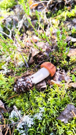 Грибная охота: найден подосиновик / orange cap boletus / 蘑菇 🌲