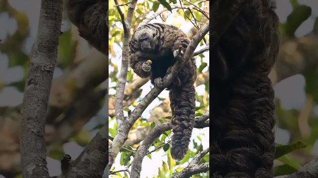 An unusual monkey from South America