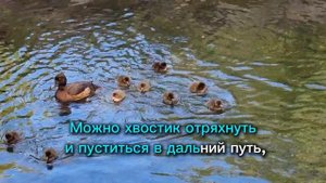 Уточки из Царского села. Танец утят на мотив Я свободен