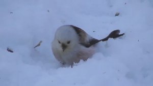 Длиннохвостая синица или Ополовник ( Aegithalos caudatus )