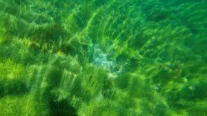 Подводный мир тёплого озера