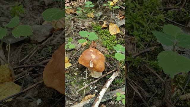 ОСЕННИЙ СЛОЙ ГРИБОВ наконец пошел. ГРИБНИКИ В ШОКЕ