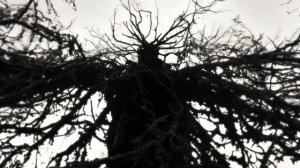 Tremonti - The Mother, The Earth and I /Official Video/