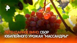 "Когда вино изумительное, слов не находишь": сбор юбилейного урожая на виноградниках "Массандры"