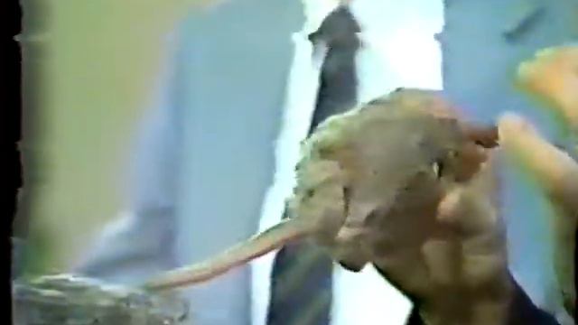 Tom Savini on Pittsburgh Afternoon TV 1980s смотреть онлайн