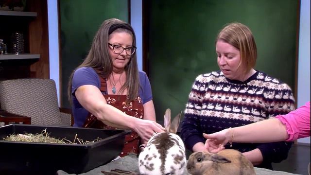 Tiffany Garner & Kimberly Gehl Share Things to Know Before Adopting a Rabbit смотреть онлайн