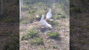 Асака кабутарлари