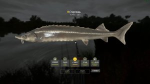 🔴РР4 р. Ахтуба  🐟 Стерлядь🐟