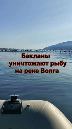 БАКЛАН ИСТРЕБЛЯЕТ ВСЮ РЫБУ НА ВОЛГЕ/ОГРОМНАЯ СТАЯ БАКЛАНОВ/ БАКЛАН ПТИЦА/РЫБАЛКА В САМАРСКОЙ ОБЛАСТИ