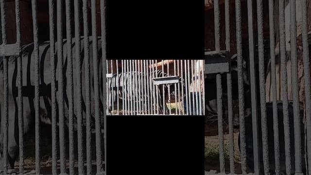 зоопарк