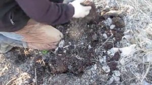 Огромное количество червей в куче перегноя, ферментированного ЭМ