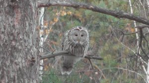 Сова. Длиннохвостая неясыть ( Strix uralensis )