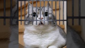 ДА ЭТО НЕ Я П€НИ$Ы ДЕЛАЮ😭