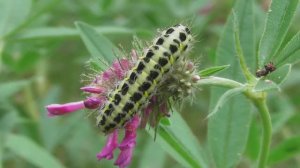 Гусеница. Пестрянка жимолостная ( Zygaena lonicerae )