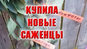 Купила новые саженцы