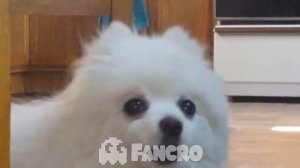 Imagine Dragons - Enemy (Cover Perro) Arcane League of Legends