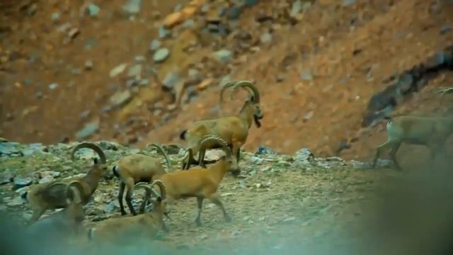 Қазақстанның ерекше қорғалатын аумақтары. 9 сынып смотреть онлайн