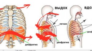 Дыхание вокалиста. Почему категорически нельзя "дышать животом"