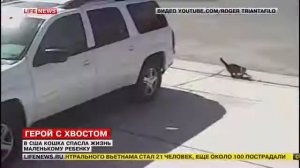 Кошка спасла ребенка