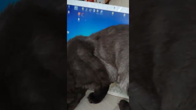 Кошачьи нежности