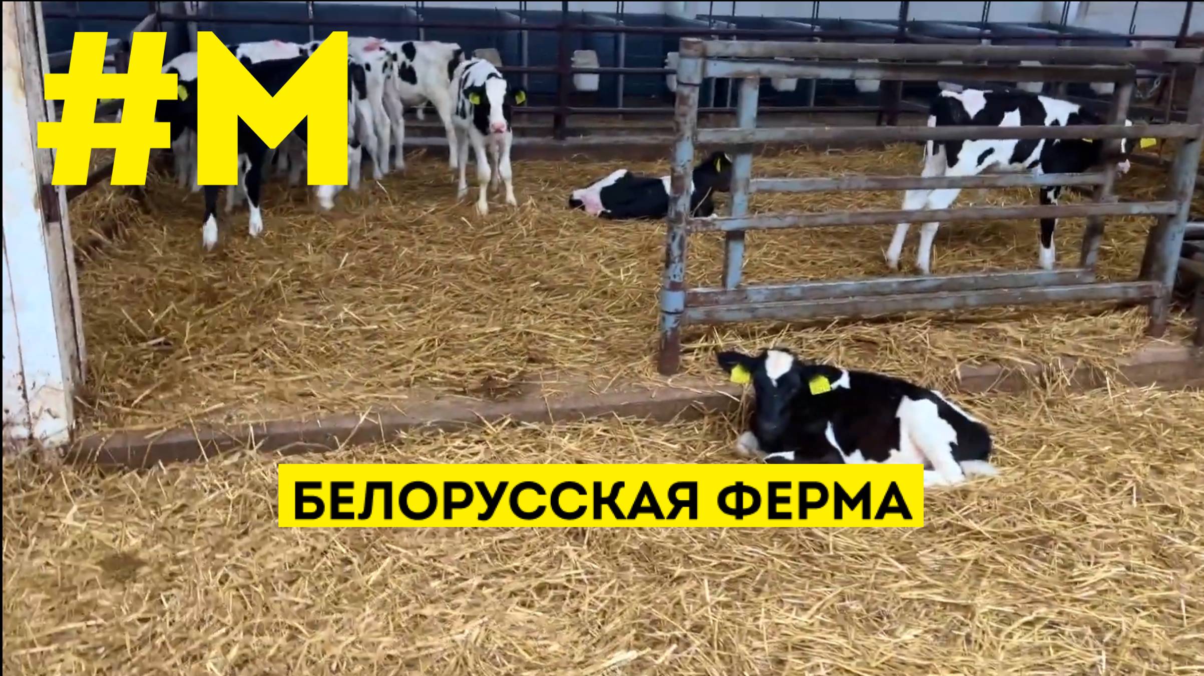 #МОНТЯН: Белорусская ферма!