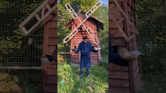 Голуби