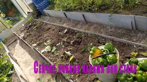 Смотрю что стало с моими перцами