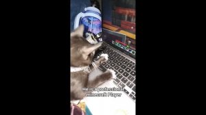 MeowFunny, веселые животные, приколы с животными 2024 №3