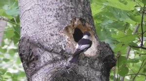 Война мухоловок. Пеструшка против Белошейки  ( Ficedula hypoleuca vs Ficedula albicollis )