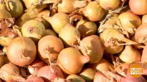 Эх, лук, лучок! Доброе утро. Фрагмент выпуска от 20.09.2024