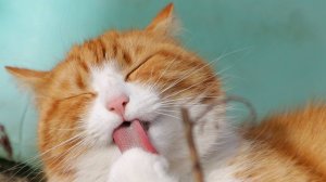 Funny Cats Cat Funny Videos − Funny Cat