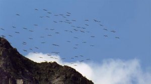 Каждый год более 50 тыс. журавлей-красавок совершают одну из самых опасных миграций на Земле.