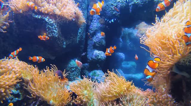 The Best 4K Aquarium 🐠 Beautiful Coral Reef Fish - Sleep Relax Meditation Music