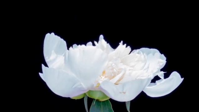 ЛЕГКОЕ ЗАЧАТИЕ И СЧАСТЛИВАЯ БЕРЕМЕННОСТЬ❤️ смотреть онлайн