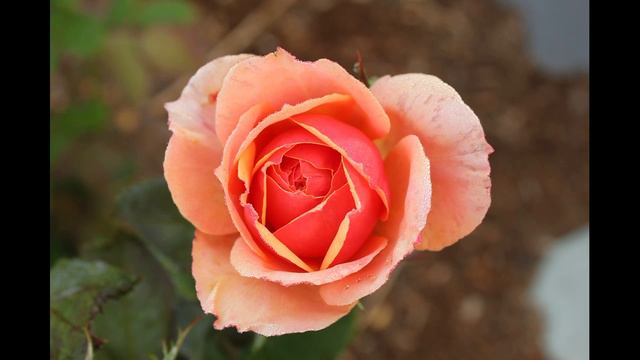 Barclay James Harvest - Face To Face (1987) смотреть онлайн