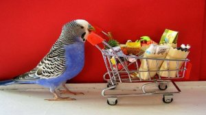 ГОВОРЯЩИЕ И САМЫЕ СМЕШНЫЕ ПОПУГАИ со всего мира | ПРИКОЛЫ С ПОПУГАЯМИ | FUNNY PARROTS часть 5