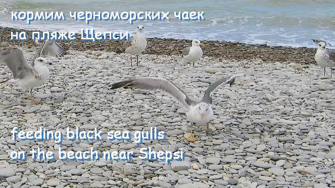 кормим чаек на черноморском пляже у Шепси смотреть онлайн
