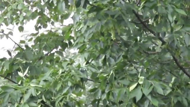 Анатолий Кулагин - Разлучница Осень